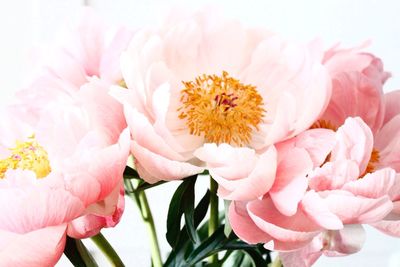 Close-up of pink flowers