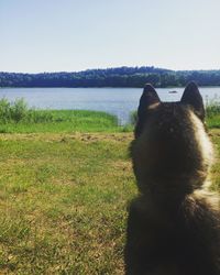 Dog sitting on field against sky