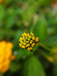 Close-up of yellow flowering plant