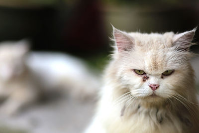 Close-up portrait of cat