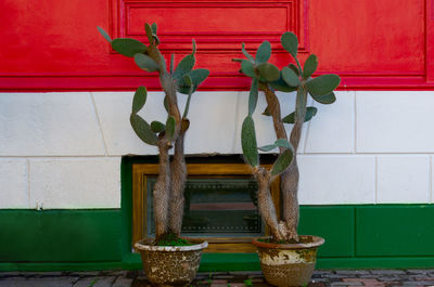 Potted plant against window of building