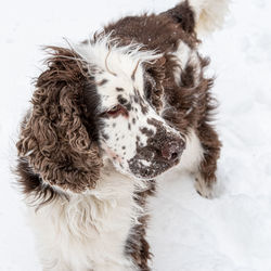 High angle view of dog on snow