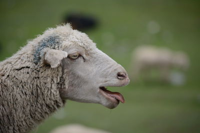 Close-up of an animal looking away