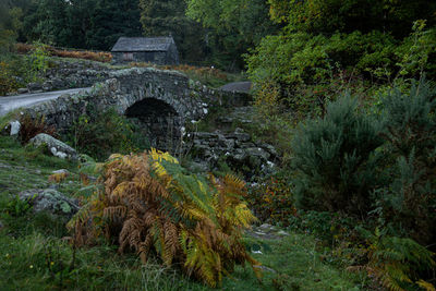 View of bridge over river in forest