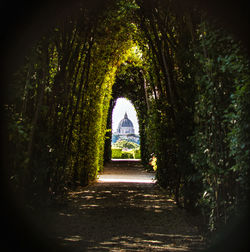 View of footpath amidst trees