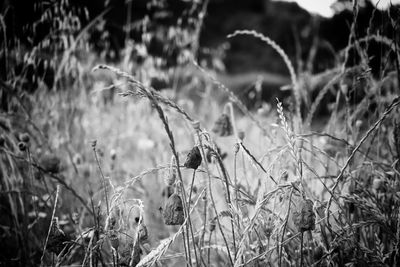 Close-up of dry grass on field