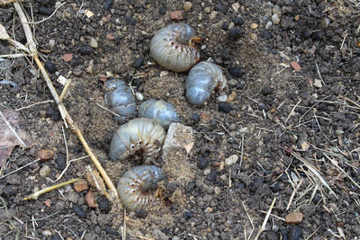 High angle view of shells on beach