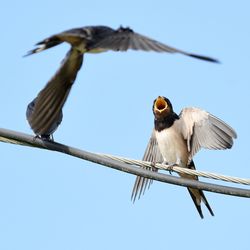 Low angle view of birds flying against clear sky