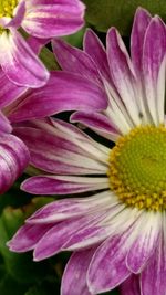 Macro shot of purple flower