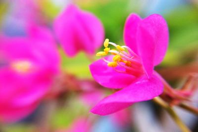 Close-up of pink flowering plant