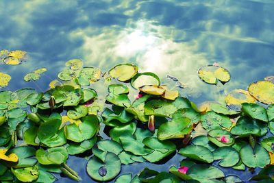 Close-up of lotus water lily in lake