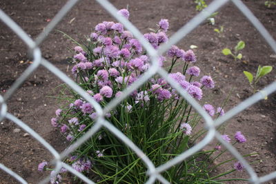 High angle view of purple crocus flowers on field