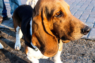 Close-up of dog