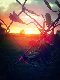 View of sky at sunset