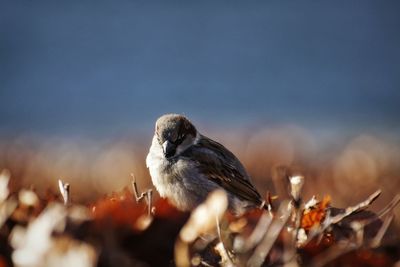 Surface level of bird perching against sky