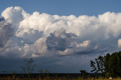 Low angle view of trees on field against sky