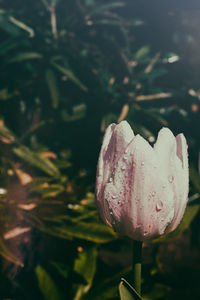 Close-up of water drops on flower