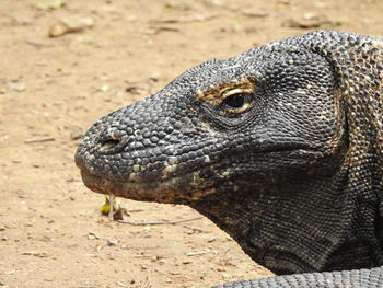 Close-up of lizard on land