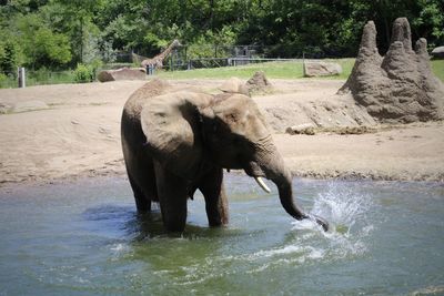 African elephant splashing in the water