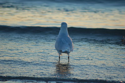 Bird perching on beach against sky during sunset