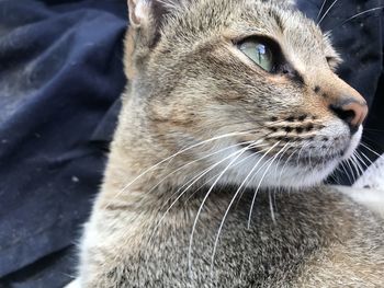 Close-up of a cat looking away