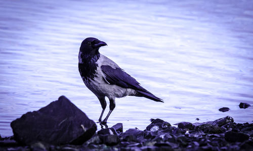 Close-up of bird perching on rock at shore