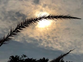 Low angle view of silhouette plants against sky