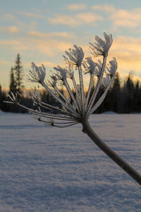 Close-up of plant against sky during winter