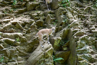 Alpine ibex baby