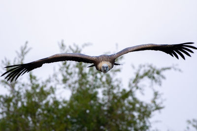 Low angle view of bird flying against sky