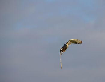 Low angle view of eagle flying in sky