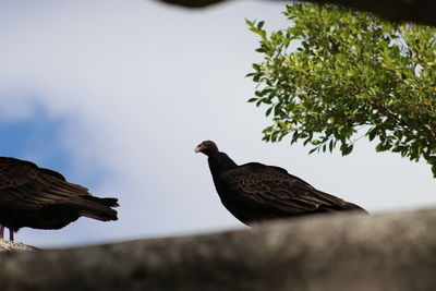 Low angle view of bird perching on tree against sky