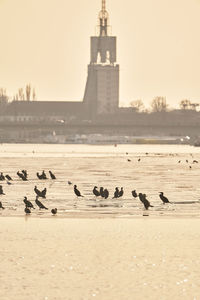 Flock of birds on beach against clear sky