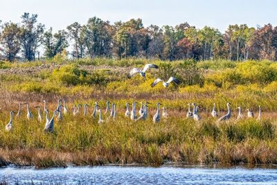 View of birds on field by lake