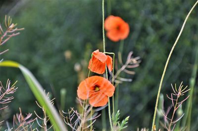 Close-up of orange flowering plants