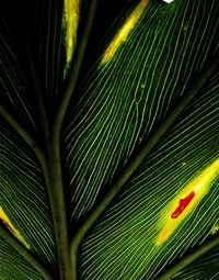 Close-up of palm tree leaves