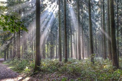 Sunlight streaming through trees in forest