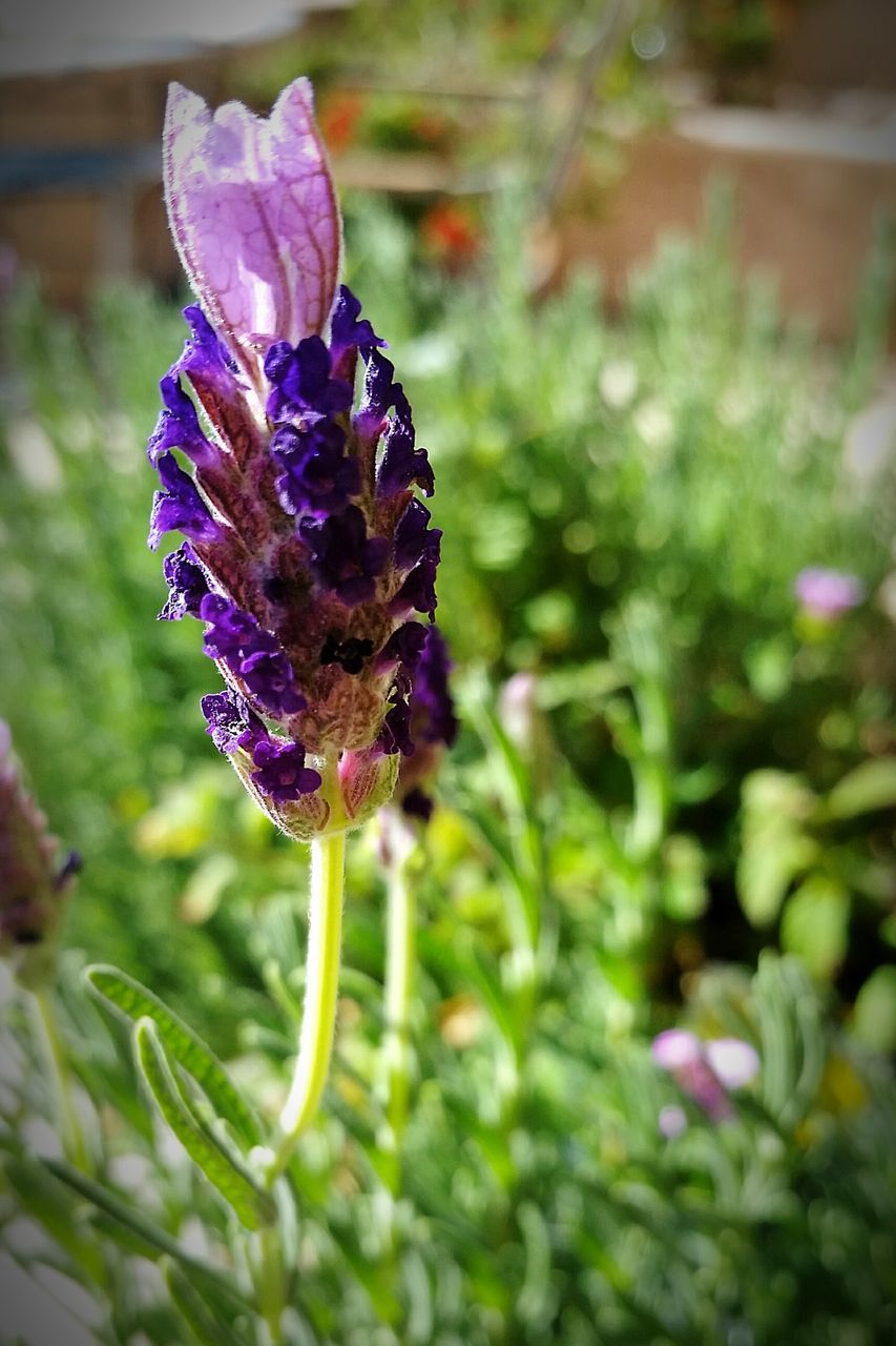 flower, insect, one animal, freshness, fragility, animal themes, flower head, purple, petal, animals in the wild, growth, close-up, wildlife, focus on foreground, beauty in nature, pollination, plant, nature, blooming, single flower