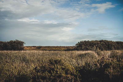 Scenic view of field against sky