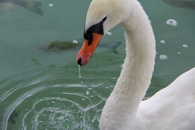 View of swan in lake