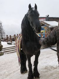 Horse standing on snow covered landscape