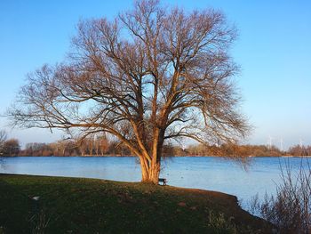 Bare tree by lake against clear blue sky