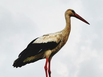 Close-up of bird perching on rock against sky