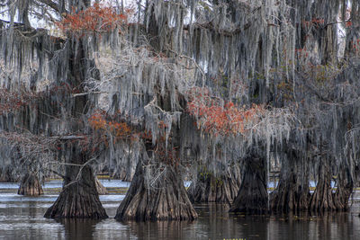 Scenic view of lake