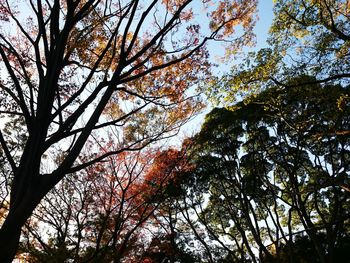 Low angle view of trees against sky