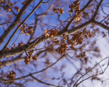 Low angle view of snow on tree against sky