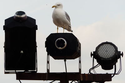 Low angle view of seagull perching on metal against sky