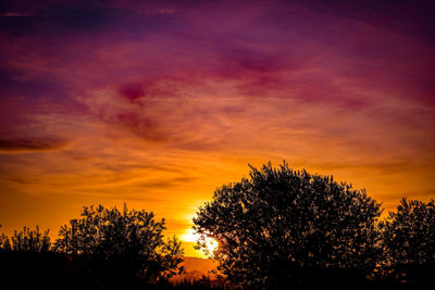 Low angle view of silhouette trees against orange sky