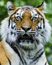 Close-up portrait of a cat