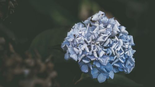 Close-up of hydrangea blooming outdoors